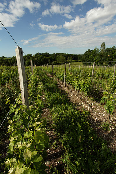 Vignes du Château La Rayre