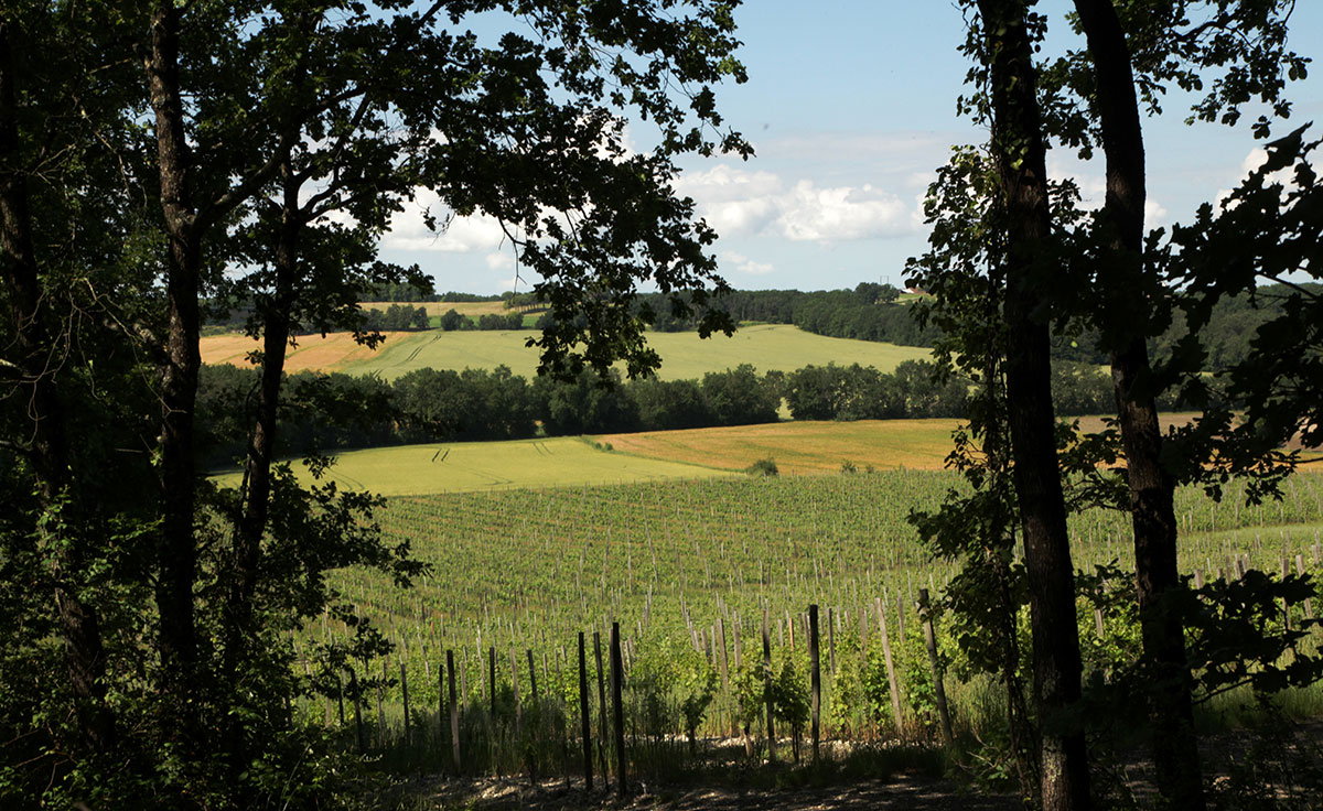 Vignoble du Château La Rayre
